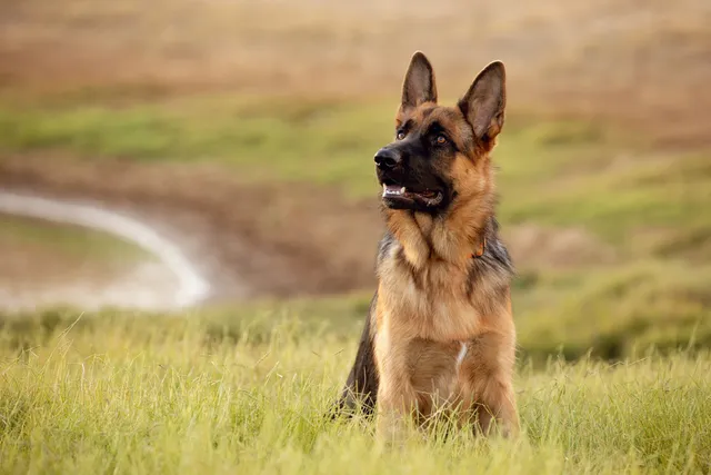 Are German Shepherds Good With Kids? Vet-Approved Safety Tips & Considerations