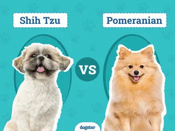 Shih Tzu Vs Pomeranian: The Differences (With Pictures)