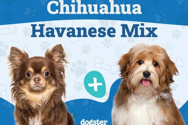 Cheenese (Chihuahua & Havanese Mix): Info, Pictures, Care & More