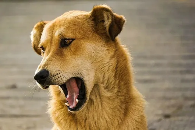 What Is the Flehmen Response in Dogs? Our Vet Explains
