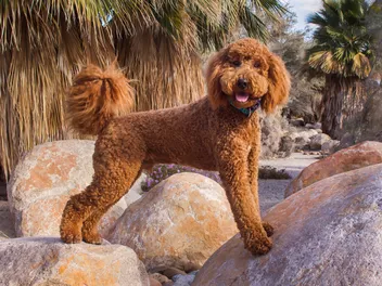 How Much Do Labradoodles Cost? 2026 Price Guide