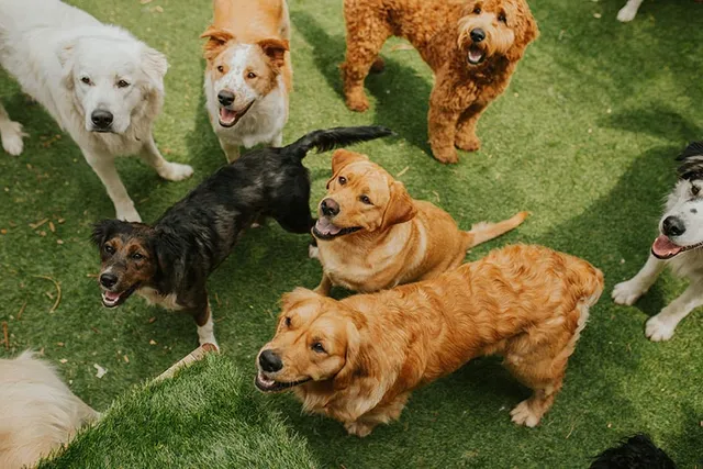 How to Start a Dog Daycare Business (2026 Guide) - 7 Simple Steps