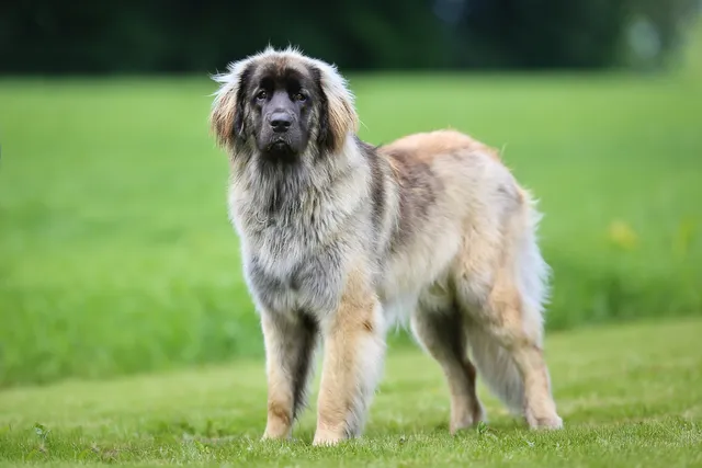 Leonberger Dog Breed: Info, Pictures, Facts, & Traits