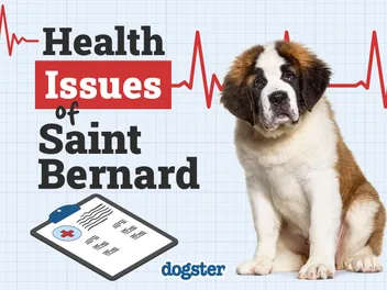 St. Bernard Health Issues: 10 Common Conditions to Look Out For (Vet Answer)