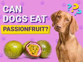 Can Dogs Eat Passionfruit? Vet-Verified Nutrition Facts & Risks