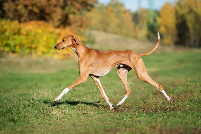 Azawakh Dog Breed: Info, Pictures, Facts, & Traits