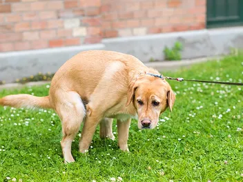 How Long Can a Dog Go Without Pooping? Vet-Reviewed Tips & Causes