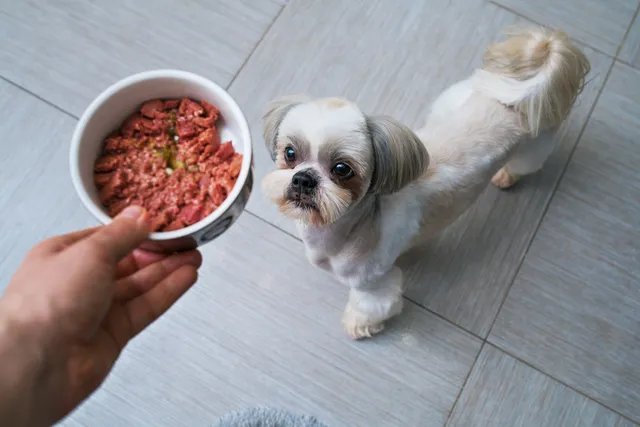What Meat Is Best for Dogs? Top Types Explained