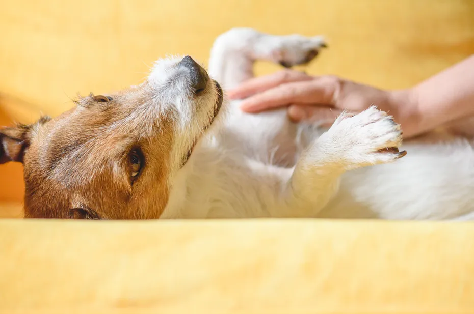 woman stroking dog's belly