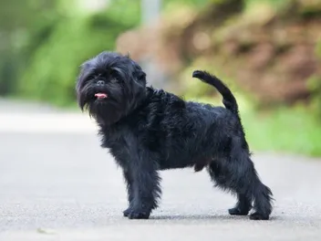 Affenpinscher Dog Breed: Info, Pictures, Care, Traits & More