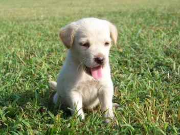 Labrador Retriever Puppies for Sale in Kentucky: Breeders List 2026