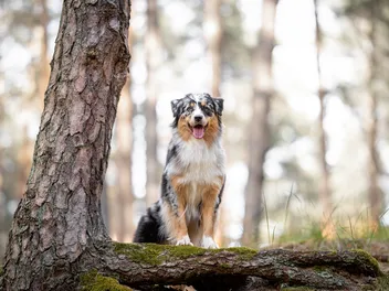 Blue Merle Australian Shepherd: Info, Pictures, Origin & History