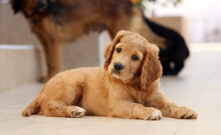 golden cocker retriever puppy