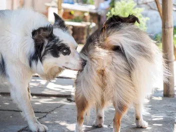 9 Signs a Dog Is Ready to Mate: Vet Approved Guide