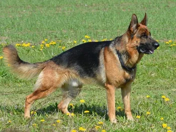 20 German Dog Breeds (With Info & Pictures)
