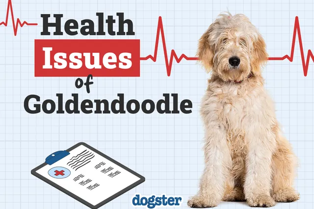 4 Goldendoodle Health Issues: Vet-Verified Potential Problems