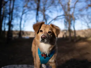 Gollie (Golden Retriever & Collie Mix): Info, Pictures & Care