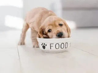 10 Best Dog Foods for Cocker Spaniels in 2026: Reviews & Top Picks