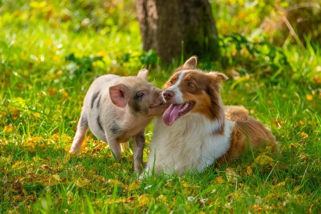 Are Pigs Smarter Than Dogs? Vet-Reviewed Intelligence Comparison