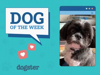 Dogster Photo Contest: Dogs of the Week Winners (Mar 20, 2025)