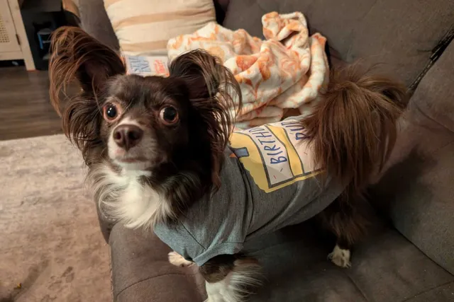 Penny’s Fourth Birthday Celebration: Gifts, Treats & More