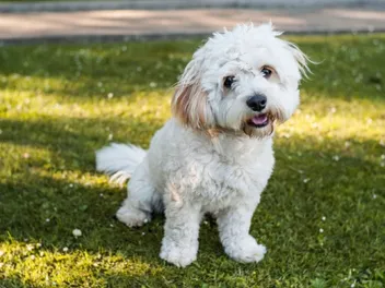 Yo-Chon (Yorkshire Terrier & Bichon Frise Mix): Info, Pictures, Care & More