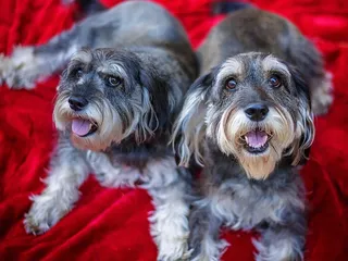 Schnocker (Miniature Schnauzer & Cocker Spaniel Mix): Info, Pictures & Care
