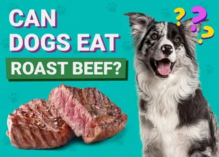 Can Dogs Eat Roast Beef? Vet-Verified Nutrition Facts & FAQ