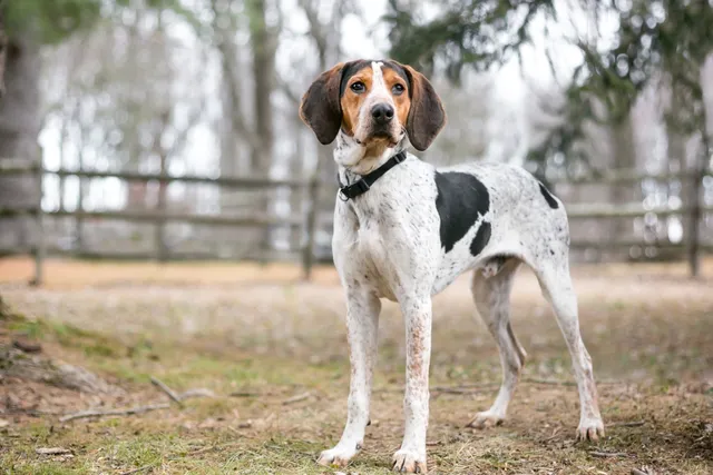 Treeing Walker Coonhound Dog Breed: Info, Pictures, Traits, & Care