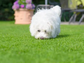 How Much Do Havanese Dogs Smell? Vet-Reviewed Health & Safety Tips