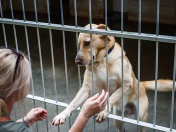How to Find a Breed-Specific Dog Rescue Group in 5 Vet-Approved Tips