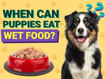 When Can Puppies Eat Wet Food? Vet-Approved Facts & FAQ