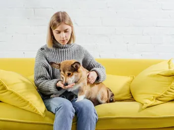 Are Corgis Hypoallergenic? Vet-Verified Facts & Tips to Reduce Allergens