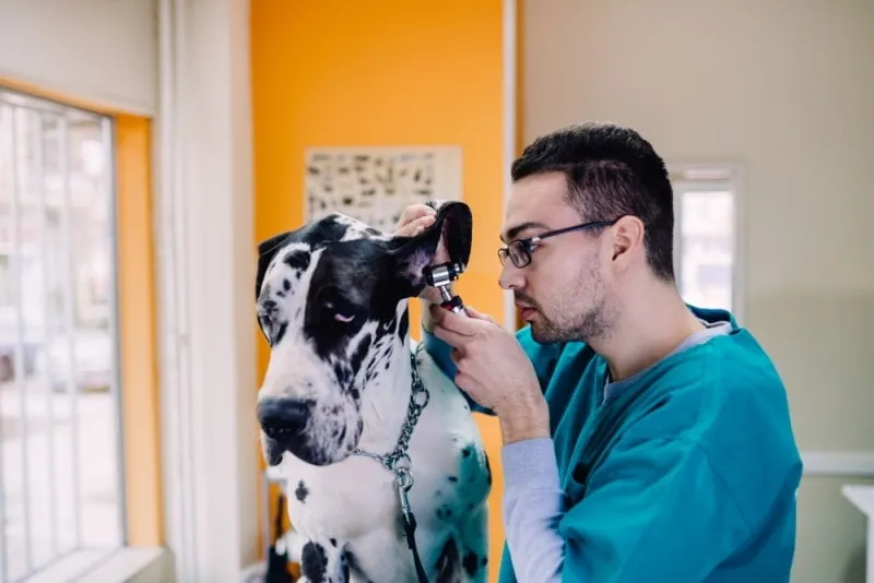 great dane ear check by vet