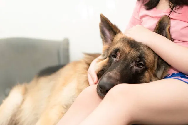 How to Check Your Dog's Vital Signs At Home: 5 Vet-Reviewed Steps