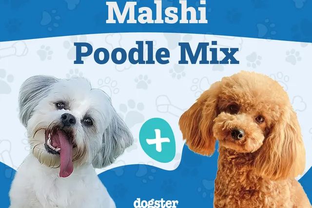 Shmoodle (Mal-Shi & Toy Poodle Mix) Dog Breed: Info, Pictures, Care & Traits