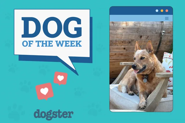 Dogster Photo Contest: Dogs of the Week Winners (December 11, 2025)
