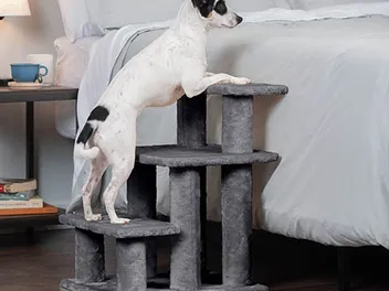 9 Best Dog Stairs & Steps in 2026 - Reviews & Top Picks