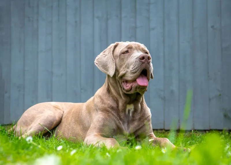 large dog lying on grass