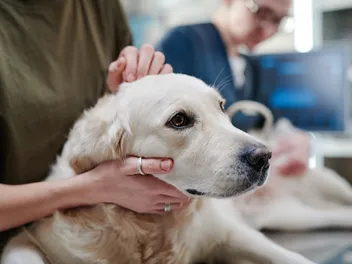 Why Do Dogs Hate the Vet? 7 Vet Reviewed Reasons & Tips to Help