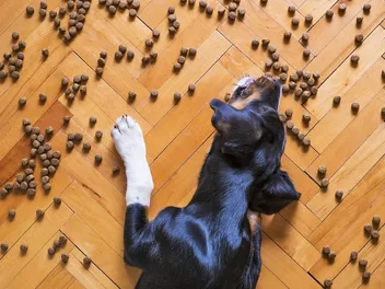 11 Best Limited Ingredient Dog Foods in 2026 - Reviews & Top Picks