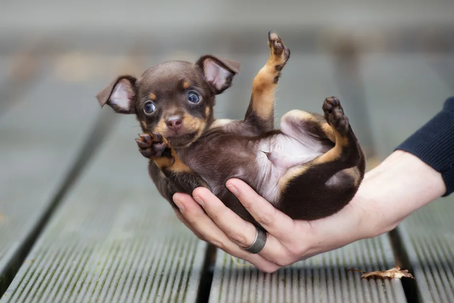 teacup chihuahua in a womans hand