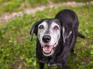 Can Elderly Dogs Undergo Anesthetic Dental Work? Our Vet Explains