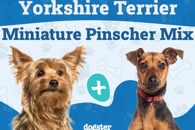 Yorkie Pin Dog Breed: Info, Pictures, Care & More