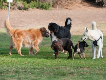 3 Off-Leash Dog Parks in Fort Collins, CO You Can Visit in 2026