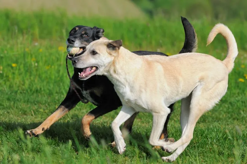 kanaan-shepherd and terrier dogs running and playing with a ball outdoor
