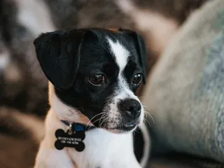 Jack Chi (Jack Russell Terrier & Chihuahua Mix): Info, Pictures & Care