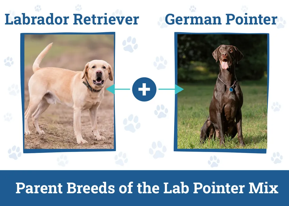 Parent Breeds of the Lab Pointer Mix