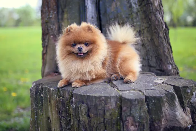 How Long Do Pomeranians Live? Vet-Verified Average Lifespan, Data & Care