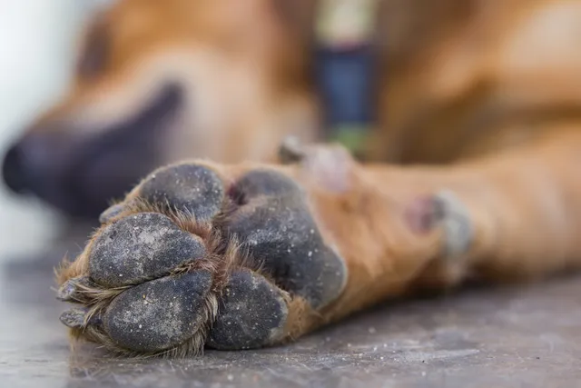 Pododermatitis in Dogs: Our Vet Explains The Causes, Signs & Treatment Options